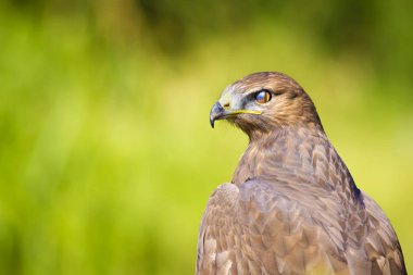 Vahşi kuş. Yırtıcı ların portre kuşu. Kuş: Ortak Şahin. Buteo buteo. Yeşil doğa arka planı. 