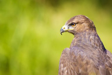 Vahşi kuş. Yırtıcı ların portre kuşu. Kuş: Ortak Şahin. Buteo buteo. Yeşil doğa arka planı. 