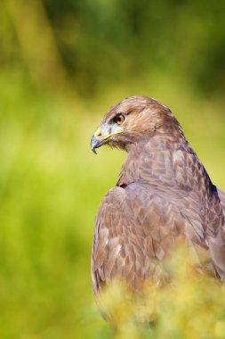 Vahşi kuş. Yırtıcı ların portre kuşu. Kuş: Ortak Şahin. Buteo buteo. Yeşil doğa arka planı. 