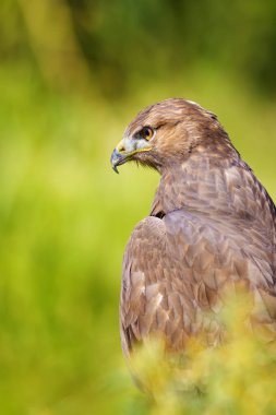 Vahşi kuş. Yırtıcı ların portre kuşu. Kuş: Ortak Şahin. Buteo buteo. Yeşil doğa arka planı. 