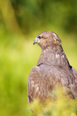 Vahşi kuş. Yırtıcı ların portre kuşu. Kuş: Ortak Şahin. Buteo buteo. Yeşil doğa arka planı. 