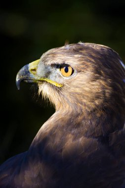 Vahşi kuş. Yırtıcı ların portre kuşu. Kuş: Ortak Şahin. Buteo buteo. Yeşil doğa arka planı. 