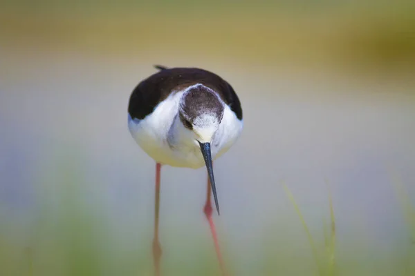 Uccello Carino Sulla Riva Inclinazione Alata Nera Sfondo Naturale Dell — Foto Stock