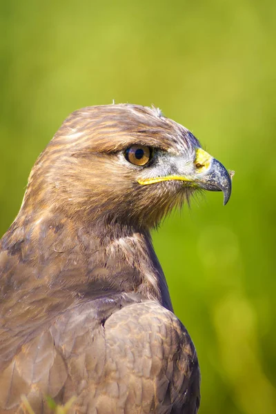 Wildvogel Porträt Greifvogel Vogel Mäusebussard Buteo Buteo Hintergrund Der Grünen — Stockfoto