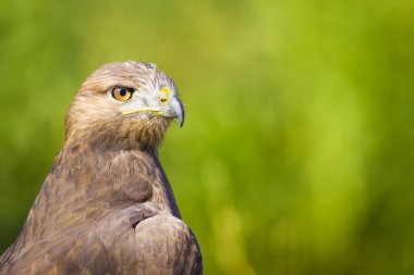 Vahşi kuş. Yırtıcı ların portre kuşu. Kuş: Ortak Şahin. Buteo buteo. Yeşil doğa arka planı. 