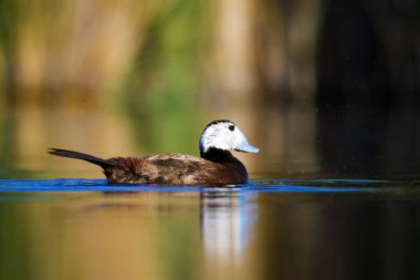 Yüzme ördeği. Sevimli mavi gagalı ördek. Yeşil mavi su doğa arka plan. Ördek: Beyaz başlı ördek. Oxyura leucocephala.