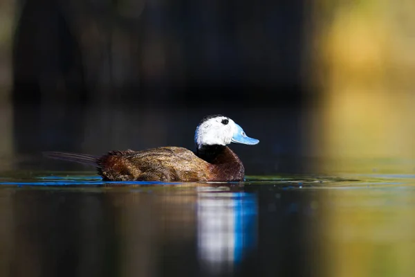 スイミングアヒル かわいい青い請求アヒル 緑の青い水の自然の背景 アヒル 白い頭のアヒル オキシウラ ロイコセファラ — ストック写真