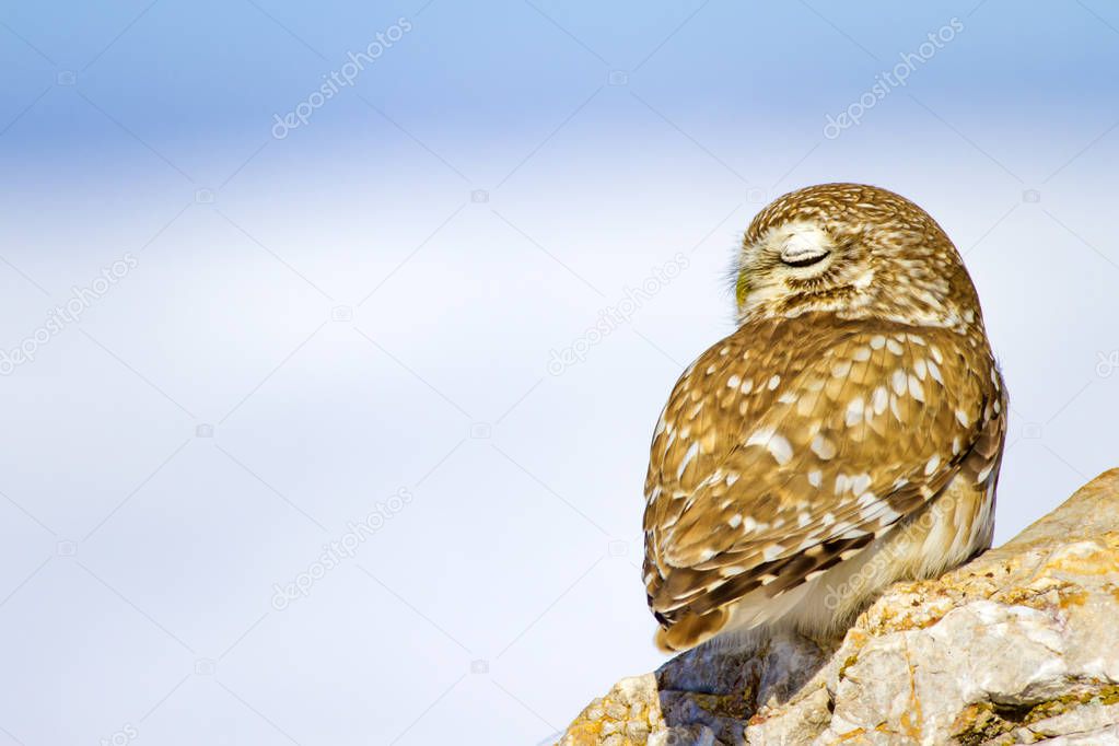 Little owl. Winter nature background. Bird: Little Owl. Athene noctua.