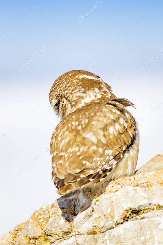 Little owl. Winter nature background. Bird: Little Owl. Athene noctua.
