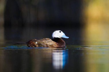 Yüzme ördeği. Sevimli mavi gagalı ördek. Yeşil mavi su doğa arka plan. Ördek: Beyaz başlı ördek. Oxyura leucocephala.