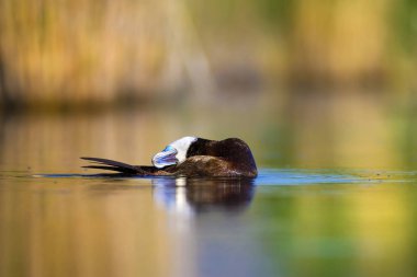 Yüzme ördeği. Sevimli mavi gagalı ördek. Yeşil mavi su doğa arka plan. Ördek: Beyaz başlı ördek. Oxyura leucocephala.