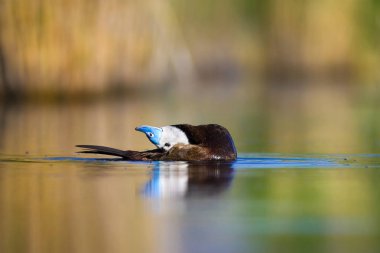 Yüzme ördeği. Sevimli mavi gagalı ördek. Yeşil mavi su doğa arka plan. Ördek: Beyaz başlı ördek. Oxyura leucocephala.