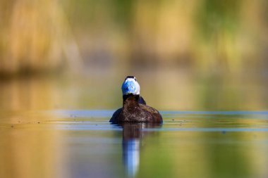Yüzme ördeği. Sevimli mavi gagalı ördek. Yeşil mavi su doğa arka plan. Ördek: Beyaz başlı ördek. Oxyura leucocephala.