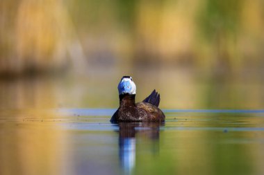 Yüzme ördeği. Sevimli mavi gagalı ördek. Yeşil mavi su doğa arka plan. Ördek: Beyaz başlı ördek. Oxyura leucocephala.