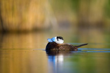 Yüzme ördeği. Sevimli mavi gagalı ördek. Yeşil mavi su doğa arka plan. Ördek: Beyaz başlı ördek. Oxyura leucocephala.