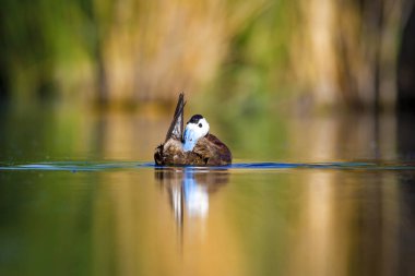Yüzme ördeği. Sevimli mavi gagalı ördek. Yeşil mavi su doğa arka plan. Ördek: Beyaz başlı ördek. Oxyura leucocephala.