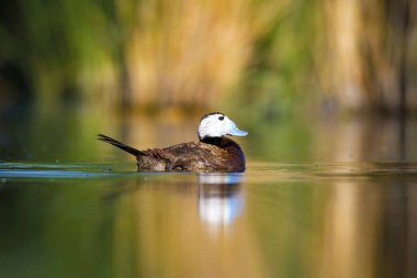 Yüzme ördeği. Sevimli mavi gagalı ördek. Yeşil mavi su doğa arka plan. Ördek: Beyaz başlı ördek. Oxyura leucocephala.