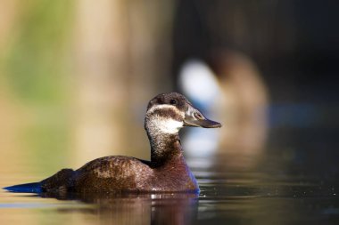 Yüzme ördeği. Sevimli mavi gagalı ördek. Yeşil mavi su doğa arka plan. Ördek: Beyaz başlı ördek. Oxyura leucocephala.
