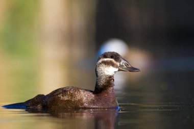 Yüzme ördeği. Sevimli mavi gagalı ördek. Yeşil mavi su doğa arka plan. Ördek: Beyaz başlı ördek. Oxyura leucocephala.