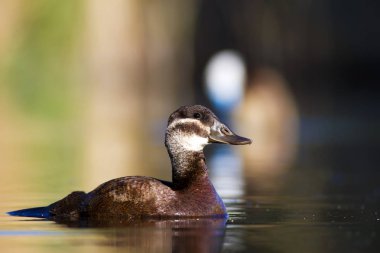 Yüzme ördeği. Sevimli mavi gagalı ördek. Yeşil mavi su doğa arka plan. Ördek: Beyaz başlı ördek. Oxyura leucocephala.