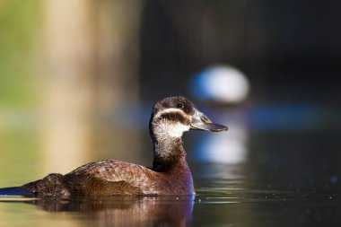 Yüzme ördeği. Sevimli mavi gagalı ördek. Yeşil mavi su doğa arka plan. Ördek: Beyaz başlı ördek. Oxyura leucocephala.