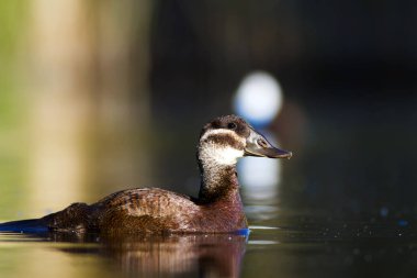 Yüzme ördeği. Sevimli mavi gagalı ördek. Yeşil mavi su doğa arka plan. Ördek: Beyaz başlı ördek. Oxyura leucocephala.