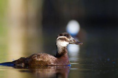 Yüzme ördeği. Sevimli mavi gagalı ördek. Yeşil mavi su doğa arka plan. Ördek: Beyaz başlı ördek. Oxyura leucocephala.