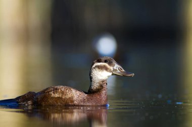 Yüzme ördeği. Sevimli mavi gagalı ördek. Yeşil mavi su doğa arka plan. Ördek: Beyaz başlı ördek. Oxyura leucocephala.