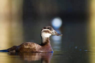 Yüzme ördeği. Sevimli mavi gagalı ördek. Yeşil mavi su doğa arka plan. Ördek: Beyaz başlı ördek. Oxyura leucocephala.