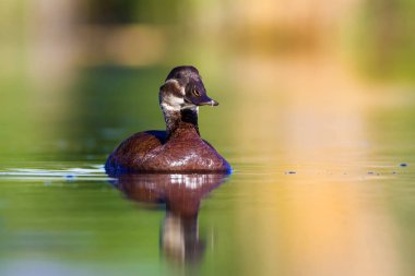 Yüzme ördeği. Sevimli mavi gagalı ördek. Yeşil mavi su doğa arka plan. Ördek: Beyaz başlı ördek. Oxyura leucocephala.