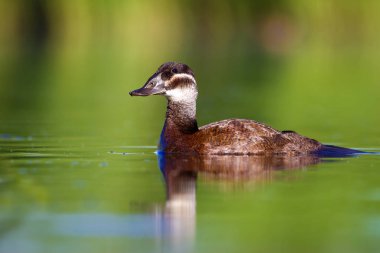 Yüzme ördeği. Sevimli mavi gagalı ördek. Yeşil mavi su doğa arka plan. Ördek: Beyaz başlı ördek. Oxyura leucocephala.