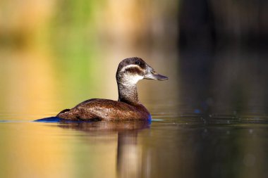 Yüzme ördeği. Sevimli mavi gagalı ördek. Yeşil mavi su doğa arka plan. Ördek: Beyaz başlı ördek. Oxyura leucocephala.