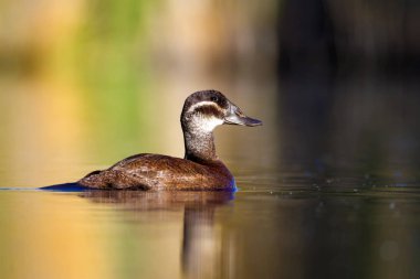 Yüzme ördeği. Sevimli mavi gagalı ördek. Yeşil mavi su doğa arka plan. Ördek: Beyaz başlı ördek. Oxyura leucocephala.
