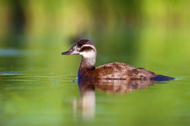 Yüzme ördeği. Sevimli mavi gagalı ördek. Yeşil mavi su doğa arka plan. Ördek: Beyaz başlı ördek. Oxyura leucocephala.