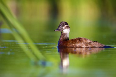 Yüzme ördeği. Sevimli mavi gagalı ördek. Yeşil mavi su doğa arka plan. Ördek: Beyaz başlı ördek. Oxyura leucocephala.
