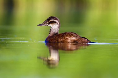 Yüzme ördeği. Sevimli mavi gagalı ördek. Yeşil mavi su doğa arka plan. Ördek: Beyaz başlı ördek. Oxyura leucocephala.
