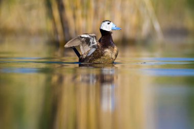 Yüzme ördeği. Sevimli mavi gagalı ördek. Yeşil mavi su doğa arka plan. Ördek: Beyaz başlı ördek. Oxyura leucocephala.
