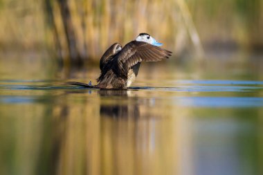 Yüzme ördeği. Sevimli mavi gagalı ördek. Yeşil mavi su doğa arka plan. Ördek: Beyaz başlı ördek. Oxyura leucocephala.