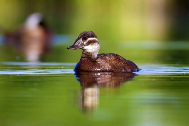 Yüzme ördeği. Sevimli mavi gagalı ördek. Yeşil mavi su doğa arka plan. Ördek: Beyaz başlı ördek. Oxyura leucocephala.