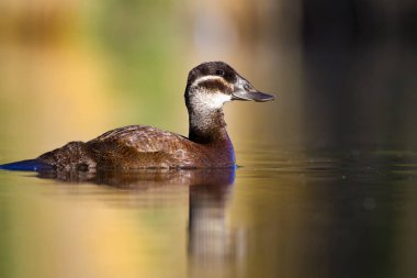 Yüzme ördeği. Sevimli mavi gagalı ördek. Yeşil mavi su doğa arka plan. Ördek: Beyaz başlı ördek. Oxyura leucocephala.
