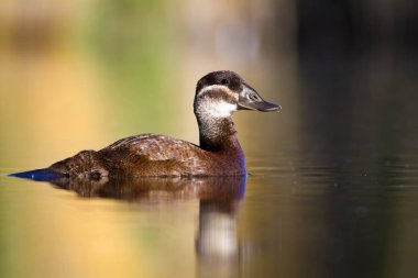 Yüzme ördeği. Sevimli mavi gagalı ördek. Yeşil mavi su doğa arka plan. Ördek: Beyaz başlı ördek. Oxyura leucocephala.