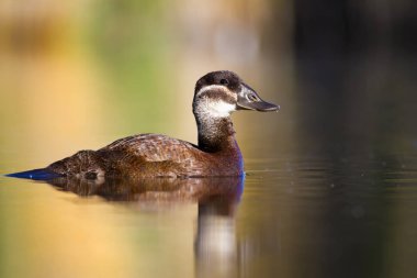 Yüzme ördeği. Sevimli mavi gagalı ördek. Yeşil mavi su doğa arka plan. Ördek: Beyaz başlı ördek. Oxyura leucocephala.