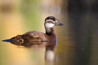 Yüzme ördeği. Sevimli mavi gagalı ördek. Yeşil mavi su doğa arka plan. Ördek: Beyaz başlı ördek. Oxyura leucocephala.