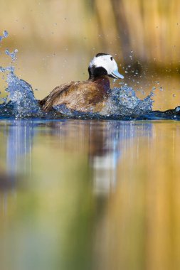 Yüzme ördeği. Sevimli mavi gagalı ördek. Yeşil mavi su doğa arka plan. Ördek: Beyaz başlı ördek. Oxyura leucocephala.