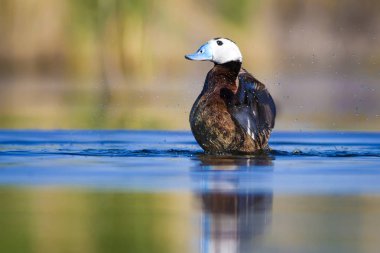 Yüzme ördeği. Sevimli mavi gagalı ördek. Yeşil mavi su doğa arka plan. Ördek: Beyaz başlı ördek. Oxyura leucocephala.