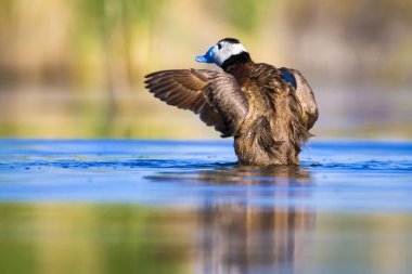 Yüzen ördek. Yeşil doğa arka planı. Ördek: Beyaz başlı ördek. Oxyura leucocephala.