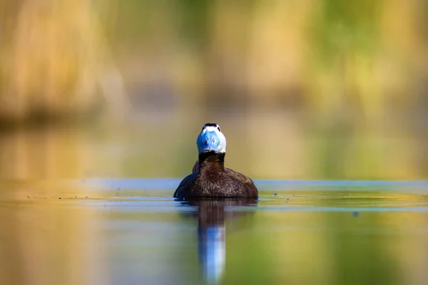 Swimming Duck. Cute blue billed duck. Green blue water nature background. Duck: White headed Duck. Oxyura leucocephala.