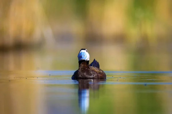 游泳鸭子可爱的蓝色收费鸭 绿色蓝水自然背景 白头鸭 Oxyura 白头脑 — 图库照片