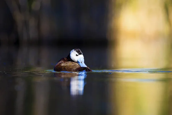 Canard Natation Mignon Canard Bec Bleu Eau Verte Fond Naturel — Photo