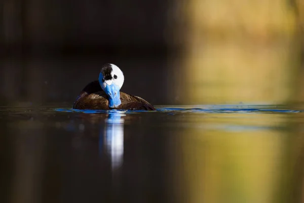 Svømmeand Sød Blå Faktureret Grøn Blå Vand Natur Baggrund Duck - Stock-foto